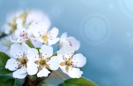Téléchargez les photos : Gros plan de Cerisier en fleurs isolé sur fond flou. - en image libre de droit