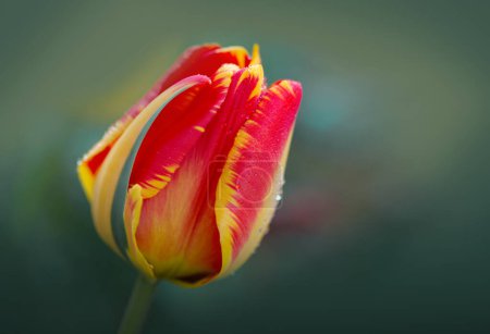 Foto de Tulipán rojo en el jardín. Fondo de naturaleza. - Imagen libre de derechos