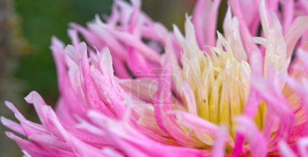 Foto de Primer plano hermosa flor rosa de la dalia, flor de belleza - Imagen libre de derechos