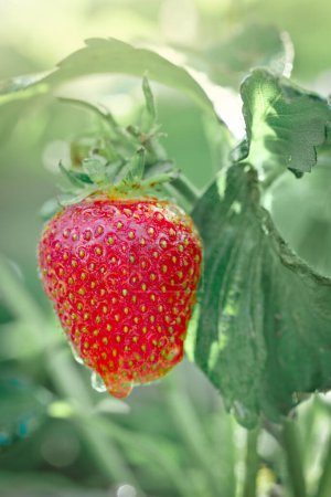 Photo for Close up on strawberry with planting background . - Royalty Free Image