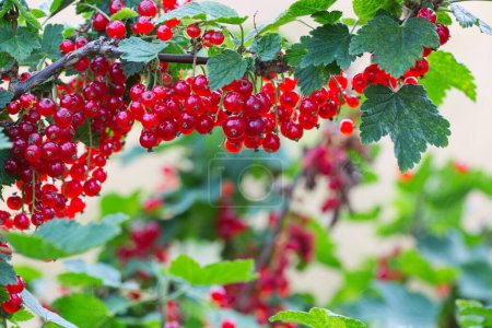 Photo for Fresh organic redcurrant bush growing in garden. - Royalty Free Image