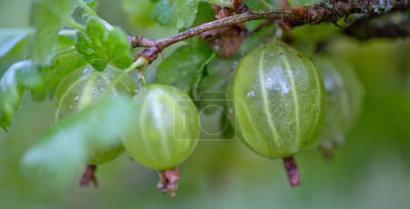 Foto de Fresh green gooseberries close up in organic garden. - Imagen libre de derechos