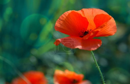Téléchargez les photos : Fleur de pavot rouge vif sur le fond vert. - en image libre de droit