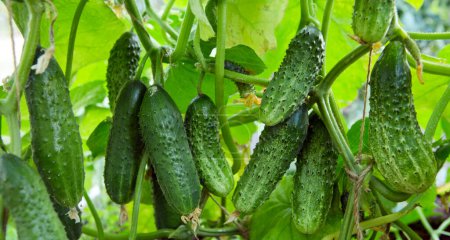 Photo for The bush cucumbers hang on the trellis in the garden - Royalty Free Image