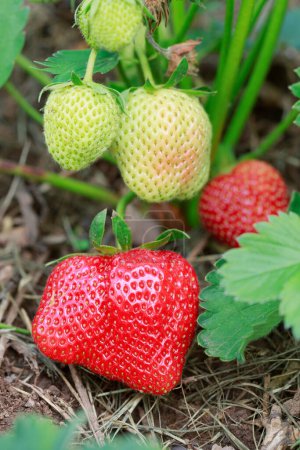 Téléchargez les photos : Fraise fruits frais biologiques. Fraises rouges poussent dans le jardin d'été. - en image libre de droit