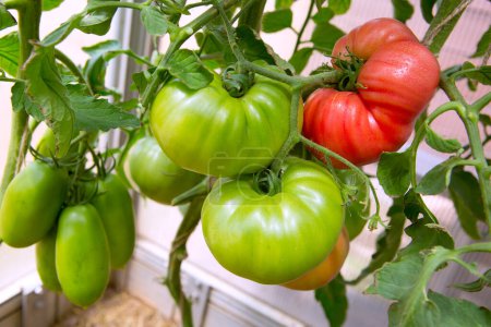 Foto de Tomates frescos rojos de cosecha propia en un jardín. - Imagen libre de derechos