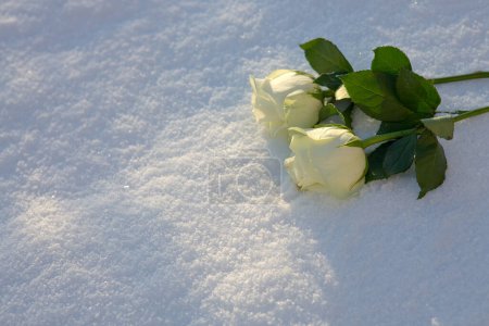 Photo for Two white roses on snow in winter. Happy valentines day celebration. - Royalty Free Image