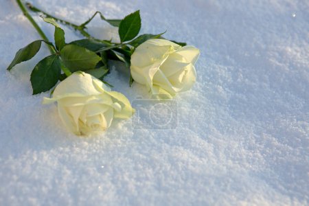 Foto de Dos rosas blancas sobre nieve en invierno. Feliz día de San Valentín. - Imagen libre de derechos