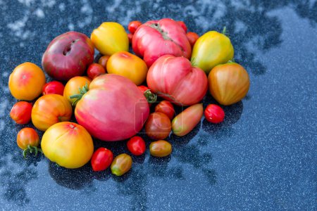 Photo for Group of colorful tomatoes isolated on gray. - Royalty Free Image