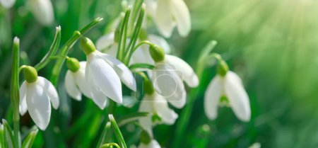 Foto de Flores blancas nevadas en jardín soleado. Fondo de Pascua. - Imagen libre de derechos