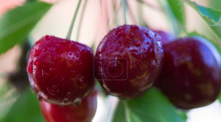 Photo for Branch of ripe cherries on a tree in summer garden - Royalty Free Image