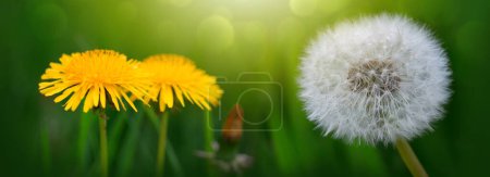 Photo for Macro photo of a dandelion flowers . Spring background. - Royalty Free Image