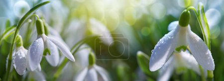 Foto de Flores blancas nevadas en jardín soleado. Fondo de Pascua. - Imagen libre de derechos