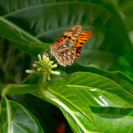 Foto de Una imagen de cerca de una mariposa blanca sentada de perfil sobre unas hojas verdes con sus alas cerradas. - Imagen libre de derechos