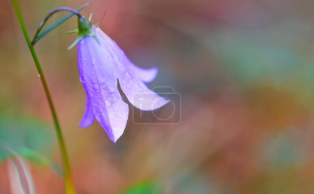 Photo for Purple campanula patula, wild flowering plant in summer meadow. - Royalty Free Image