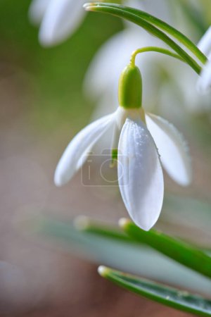Foto de Flores blancas en el jardín soleado. Fondo de Pascua. - Imagen libre de derechos