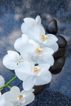 Foto de Flor de orquídea blanca sobre un fondo gris, espacio para un texto . - Imagen libre de derechos