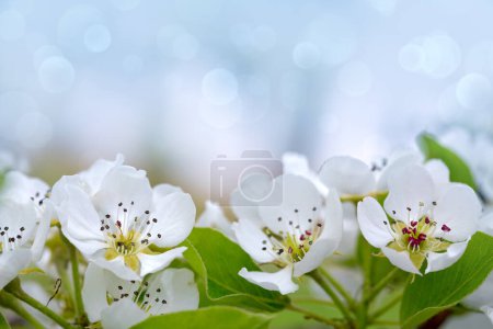 Téléchargez les photos : Un poirier en fleurs. Gros plan de fleurs blanches sur un poirier - en image libre de droit