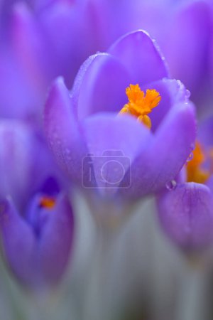 Foto de Fondo de primavera con azafrán de floración púrpura aislado . - Imagen libre de derechos