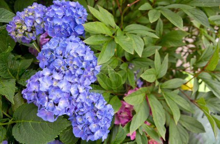 Téléchargez les photos : Fleurs d'hortensia bleues poussant dans le jardin, beau fond floral - en image libre de droit