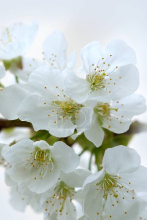 Téléchargez les photos : Close up of Flowering pear isolated on blur background. - en image libre de droit
