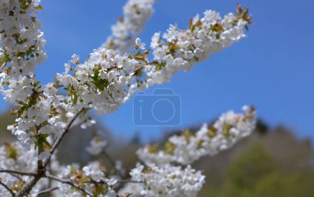 Foto de Primer plano de la cereza de floración aislada sobre fondo borroso. - Imagen libre de derechos