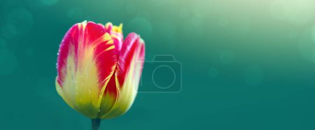 Foto de Tulipán rojo en el jardín. Naturaleza primavera fondo. - Imagen libre de derechos