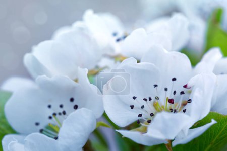 Foto de Primer plano del peral floreciente aislado sobre fondo borroso. - Imagen libre de derechos