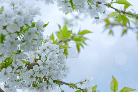 Téléchargez les photos : Gros plan de Cerisier en fleurs isolé sur fond flou. - en image libre de droit