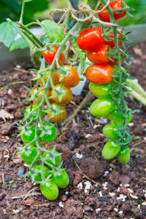 Foto de Tomates verdes frescos y algunos que aún no están maduros colgando de la vid de una planta de tomate en el jardín. - Imagen libre de derechos