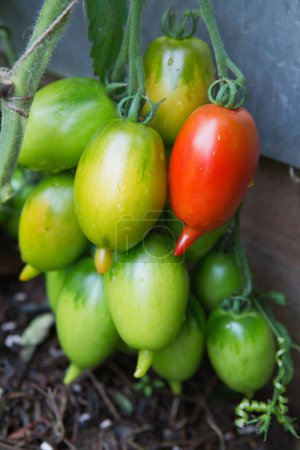 Téléchargez les photos : Tomates vertes fraîches et certaines qui ne sont pas encore mûres accrochées à la vigne d'une plante de tomate dans le jardin. - en image libre de droit