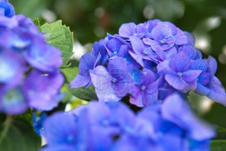 Foto de Flores de hortensias azules que crecen en el jardín, hermoso fondo floral - Imagen libre de derechos