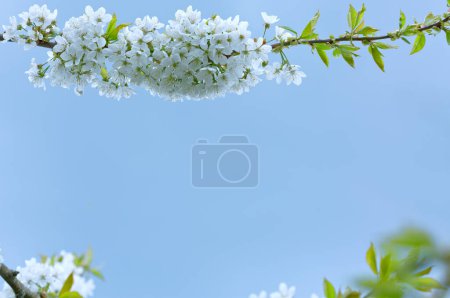 Photo for Close up of Flowering cherry isolated on blur background. - Royalty Free Image
