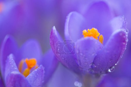 Photo for Spring background with purple flowering crocus isolated . - Royalty Free Image