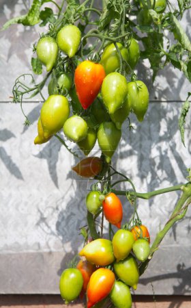 Foto de Tomates verdes frescos y algunos que aún no están maduros colgando de la vid de una planta de tomate en el jardín. - Imagen libre de derechos