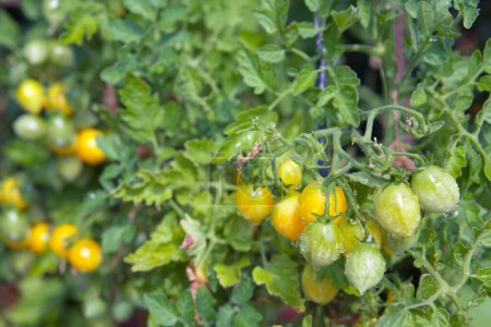 Foto de Tomates de cóctel y algunos que aún no están maduros colgando de la vid de una planta de tomate en el jardín. Barrys cereza loca - Imagen libre de derechos