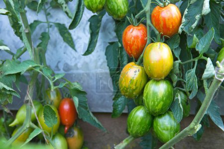 Téléchargez les photos : Tomates fraîches colorées et certaines qui ne sont pas encore mûres accrochées à la vigne d'une plante de tomate dans le jardin. Oeufs de Pâques tomates. - en image libre de droit