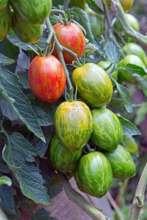Foto de Tomates frescos y coloridos y algunos que aún no están maduros colgando de la vid de una planta de tomate en el jardín. Huevos de Pascua tomates. - Imagen libre de derechos