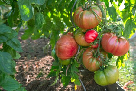 Téléchargez les photos : Tomates Red Beefsteak poussant dans le jardin d'été. - en image libre de droit