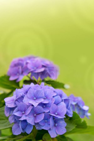 Foto de Flores de hortensias azules que crecen en el jardín, hermoso fondo floral - Imagen libre de derechos