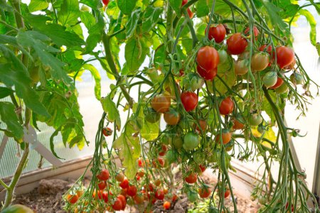 Foto de Tomates de cóctel y algunos que aún no están maduros colgando de la vid de una planta de tomate en el jardín. Geranio beso tomates. - Imagen libre de derechos