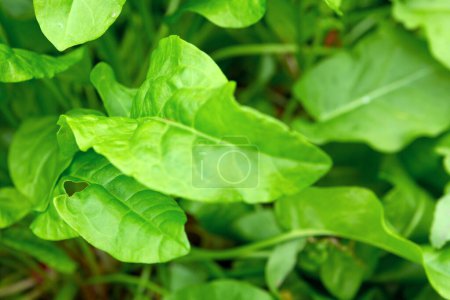 Fond abstrait vert à base de plantes d'oseille.