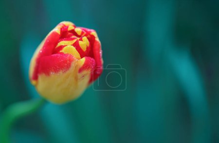 Téléchargez les photos : Tulipe rouge dans le jardin. Nature printemps fond. - en image libre de droit