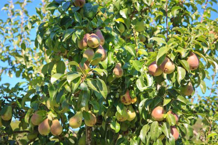 Photo for Fresh pears on the branch. Pears tree in the summer garden. - Royalty Free Image
