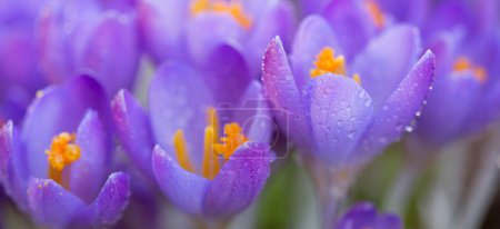 Foto de Primer plano de una flor de cocodrilo púrpura sobre fondo borroso - Imagen libre de derechos