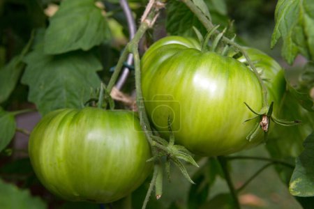 Foto de Tomates verdes de bistec que crecen en el jardín de verano. - Imagen libre de derechos