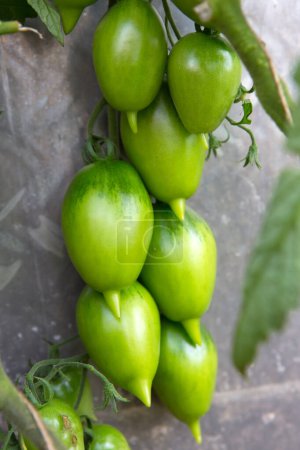 Photo for Fresh green tomatoes and some that are not ripe yet hanging on the vine of a tomato plant in the garden. - Royalty Free Image