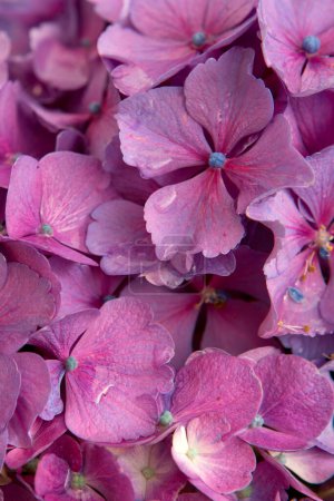Photo for Beautiful pink Hydrangea flower close up shot . - Royalty Free Image