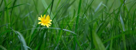Téléchargez les photos : Fleur jaune de plante sauvage crepis biennis isolé sur vert. - en image libre de droit