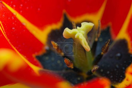 Photo for Red tulip in the garden. Nature spring background.Close up of red tulip . - Royalty Free Image